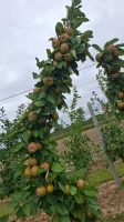 Sprzedam Szara Renatę/Boskopa W skrzyniach lub w karton.
Ilosc około 20 ton.
Więcej informacji pod numerem telefonu.
739 204 930