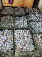 Sprzedam śliwkę węgierke 300 kg do 18 -stej