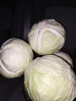 Sprzedam biała kapustę grubą do przetwórstwa, kwaszenie surówka, gastronomia.