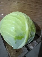 Sprzedam kapustę białą 2.5-6 kg