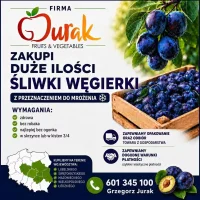 Kupię duze ilości sliwki węgierki do mrożenia. Moze byc po zbiorze mechanicznym. Opakowanie skrzynka lub pólki