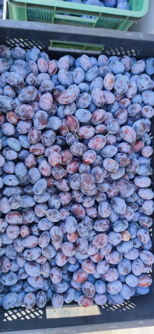 zdjecie-1