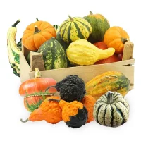 Sprzedam: 
Dynie Hokkaido, Muscat czerwony, Muscat zielony, Halloween - od 2,50złł/kg
Dynia biała ozdobna - 6zł /szt