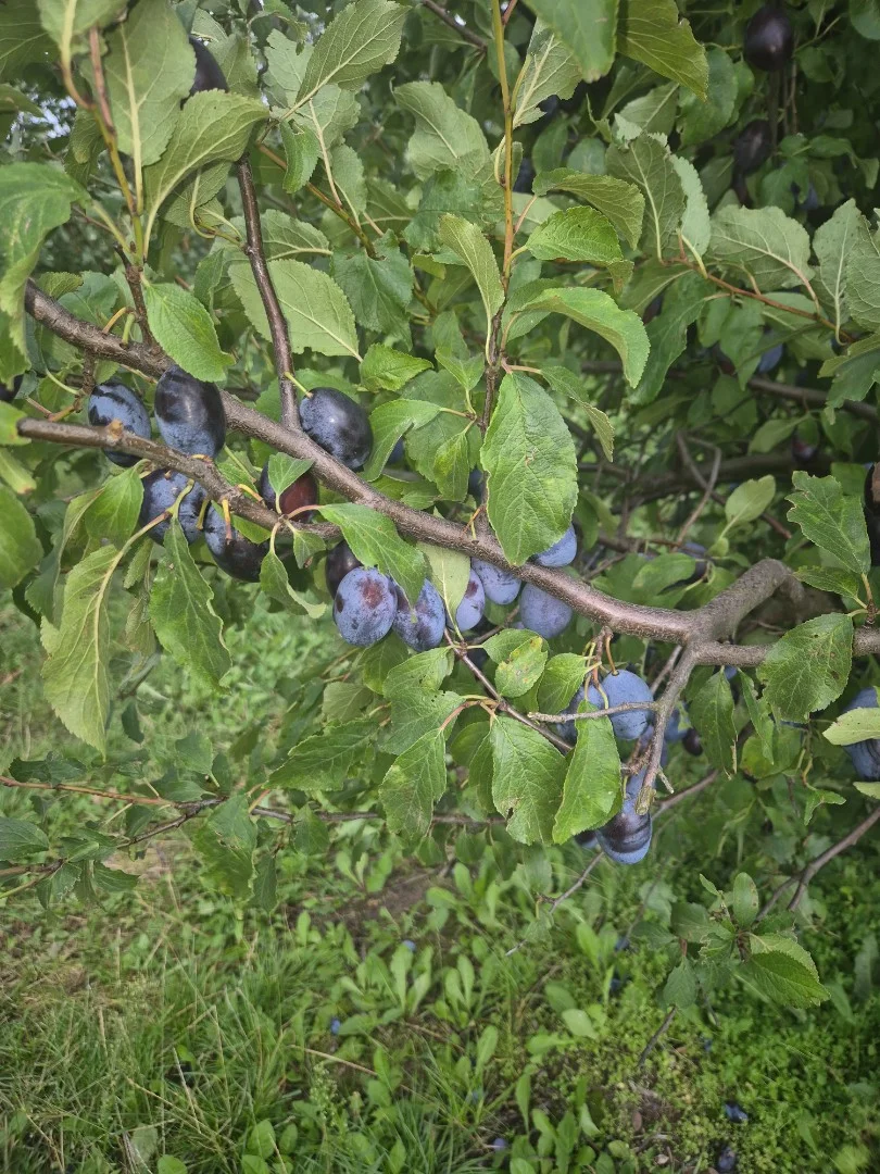 zdjecie-1