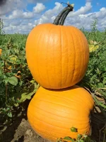 Dynia duża w typie haloween waga 12+ z długimi ogonami. Dostępne 250-300szt.