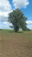 Sprzedam gospodarstwo rolne,  powierzchnia 6 ha, około 1 km za Radziejowem.
Cena 750.000 zł 
Wiecej informacji pod nr tel 667468738