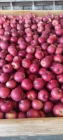 Sprzedam 66 skrzyń gala Schnico Red