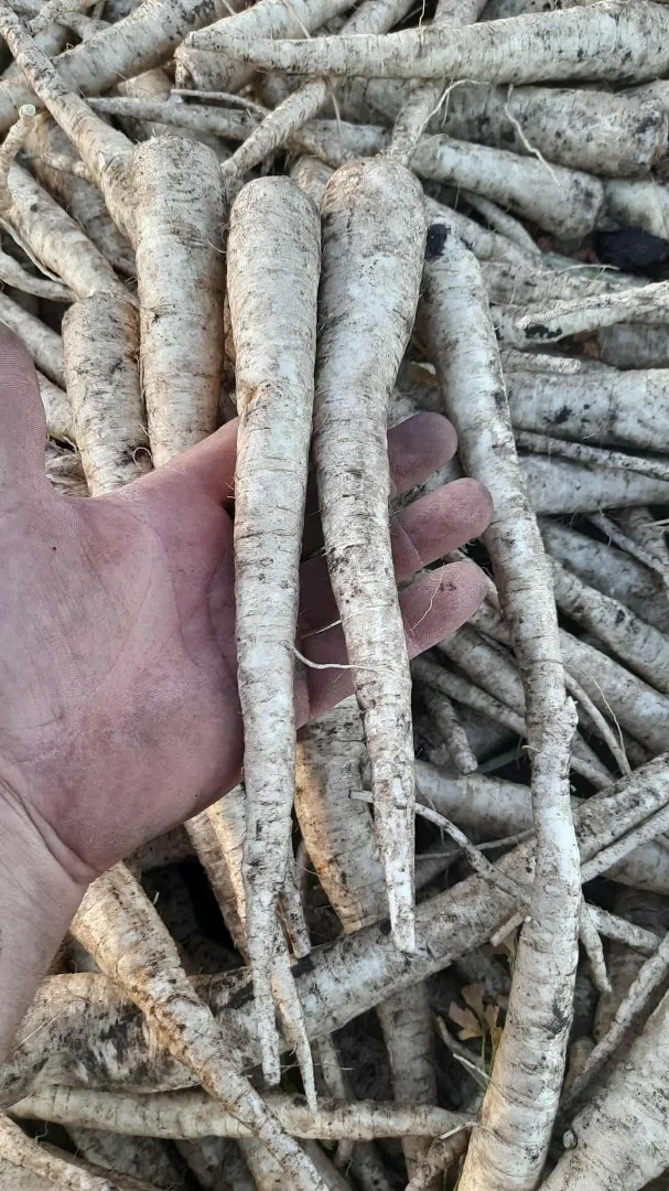 zdjecie-1