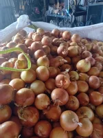 Sprzedam cebulę żółtą. 7+, worek 15/10kg
