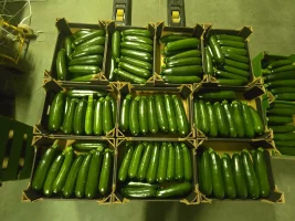 Sprzedam cukinię 300-600gr. Około 1tony co drugi dzień.