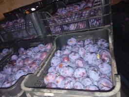 Sprzedam śliwki odmiany Prezydent. 6 t. w jakości eksportowej . Towar schłodzony ,gotowy do załadunku. Cena 2,50 za kg.