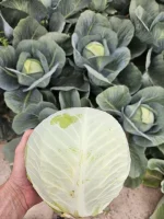 sprzedam kapustę białą kaliber handlowy 1,5-3,5kg posiadam duże ilości