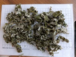 Sprzedam: Liść maliny,pokrzywy,lipy,borowki brusnicy,brzozy,pokrzywy cięty,rokitnika,bobrka. E-mail: organicplantspl@gmail.com
Tel: 536 125 565
