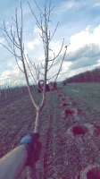 Witam 🙋 zakupie drzewka  Około 3200 boskop 
2500 mutsu 
Konferencję (2 przewodniki) 
Antoniówka 
Czereśnie: 200Areko, 200 Christiana