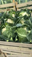 Sprzedam kalafiora