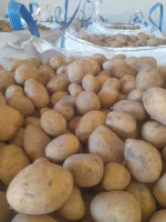 Sprzedam ziemniaki odmiany Soraya kal 55+