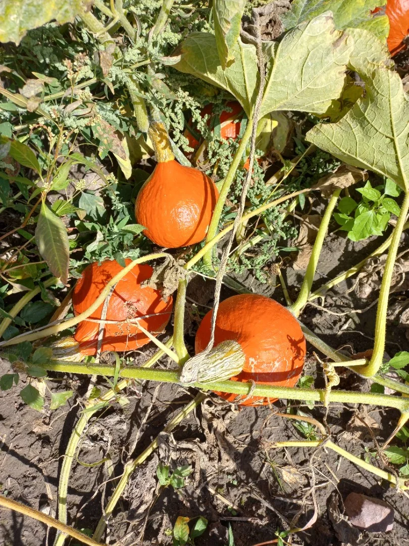 zdjecie-1