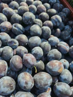 Firma P.P.H EXPORT-IMPORT ZOMAR MAREK RÓG zakupi śliwkę – przyjmujemy zarówno dostawy hurtowe, jak i mniejsze partie od lokalnych producentów. Opakowa