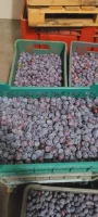 Sprzedam śliwkę węgierke. 500kg