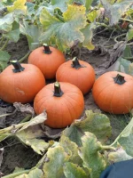 Sprzedam dynie halloween odmiana spitfire kaliber 1-3kg posiadam też inne odmiany dyń halloween o różnym kalibrze