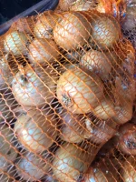 KUPIE GRUƁĄ CEBULE ZŁOTĄ KALIBER 7+WOREK 10-15KG ILOSCI BUSOWE