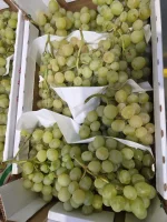 Witam sprzedam winogrono w dobrej cenią jakość marketowe