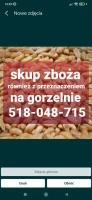 KUPIĘ ZBOŻE I RZEPAK GORSZEJ JAKOŚCI NA GORZELNIE PELLET ZANIECZYSZCZONE WILGOTNE PASZOWE ODBIÓR Z GOSPODARSTWA GOTÓWKA TEL 518-048-715