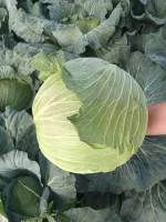 Sprzedam kapustę płaską gołąbkową 2-4 kg odmiana respecta