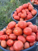 Sprzedam dużego pomidora typu Lima, zbierane ręcznie pod zamówienie. Ilości busowe. Małe pomidory cena 1,50 odbiór okolice Włocławka