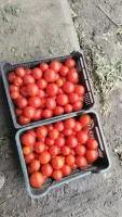 Sprzedam pomidor Rumba Ożarowska około 100kg 3zł/kg
