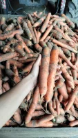 Sprzedam Marchew handlową brudną i mytą 0,7zł/kg