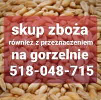 KUPIĘ ZBOŻE RZEPAK KUKURYDZE GORSZEJ JAKOŚCI NA GORZELNIE PELLET ZANIECZYSZCZONE WILGOTNE PASZOWE Z ZAPACHEM ROBAKIEM ODBIÓR Z GOSPODARSTWA GOTÓWKA TE