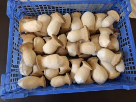 Świeże boczniaki królewskie (eryngii) – bezpośrednio od producenta