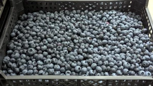 Sprzedam borówkę Lateblue w skrzynkach 4 kg luz