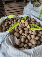 Sprzedam ziemniaki czerwone, odmiana Bellarosa, grube, bigbag, tir.