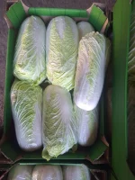 Sprzedam kapustę pekińską 0.8-2 kg. Opakowanie i ilość do uzgodnienia. Numer tel 506349482