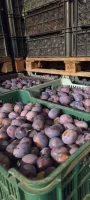 Sprzedam Śliwę Hagante jakość marketowa +3.5 ilość  35ton śliwa schłodzona opakowanie plastik 20kg