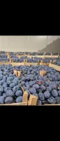 Sprzedam śliwkę Węgierkę  Kaliber 26-32
Fioletowa, twarda jak kamień
Opryskana switchem, idealna na przechowanie (kontrola) 
Cena 3 zł/kg
Ilość 200 to